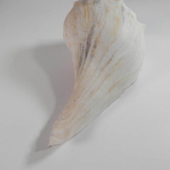 9.5" White Lightning Whelk Seashell Large Shell Ocean Swirl Point Craft Beach - Picture 3 of 12